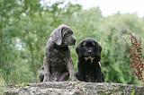 CANE CORSO 1133